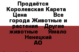 Продаётся!     Королевская Карета › Цена ­ 300 000 - Все города Животные и растения » Другие животные   . Ямало-Ненецкий АО